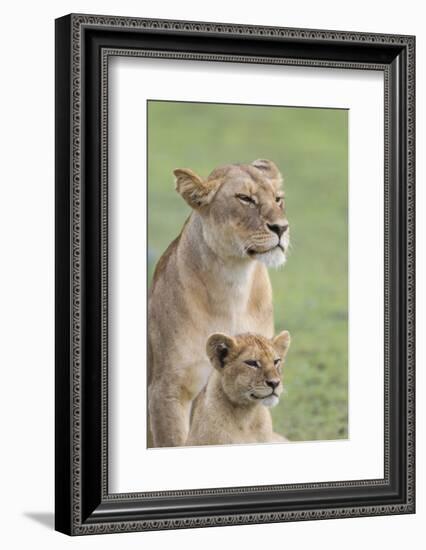 Lioness with its Female Cub, Standing Together, Side by Side-James Heupel-Framed Photographic Print