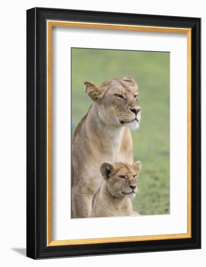 Lioness with its Female Cub, Standing Together, Side by Side-James Heupel-Framed Photographic Print