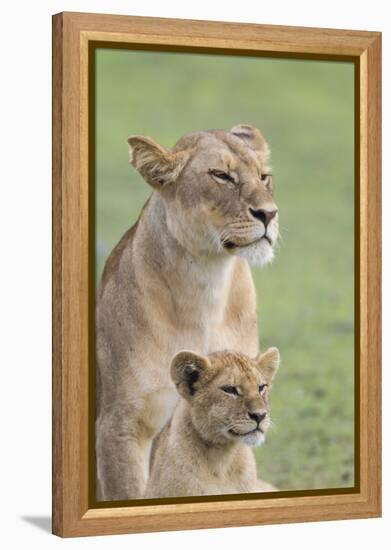 Lioness with its Female Cub, Standing Together, Side by Side-James Heupel-Framed Premier Image Canvas