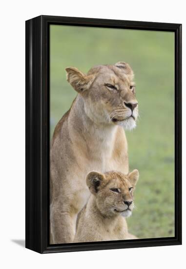 Lioness with its Female Cub, Standing Together, Side by Side-James Heupel-Framed Premier Image Canvas