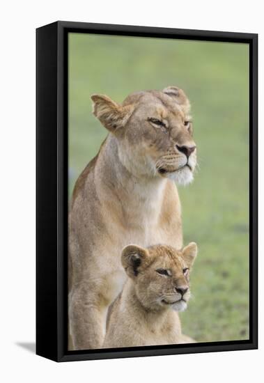 Lioness with its Female Cub, Standing Together, Side by Side-James Heupel-Framed Premier Image Canvas