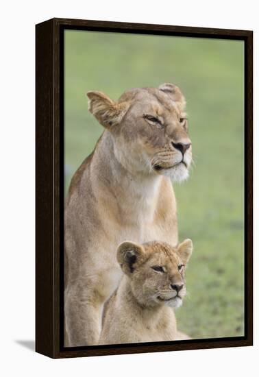 Lioness with its Female Cub, Standing Together, Side by Side-James Heupel-Framed Premier Image Canvas