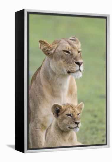Lioness with its Female Cub, Standing Together, Side by Side-James Heupel-Framed Premier Image Canvas