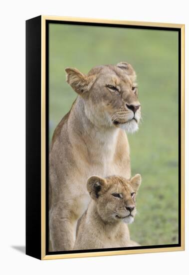 Lioness with its Female Cub, Standing Together, Side by Side-James Heupel-Framed Premier Image Canvas