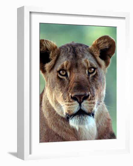 Lioness-Charles Sleicher-Framed Photographic Print