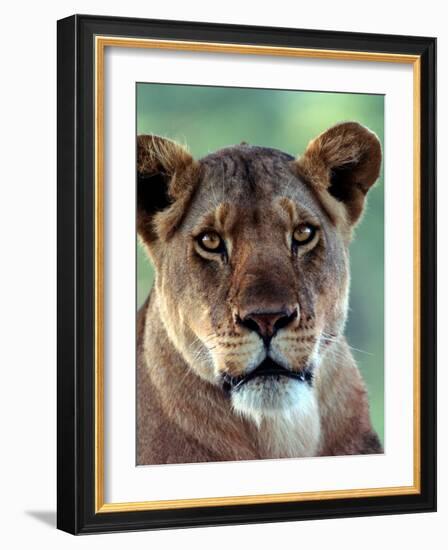 Lioness-Charles Sleicher-Framed Photographic Print