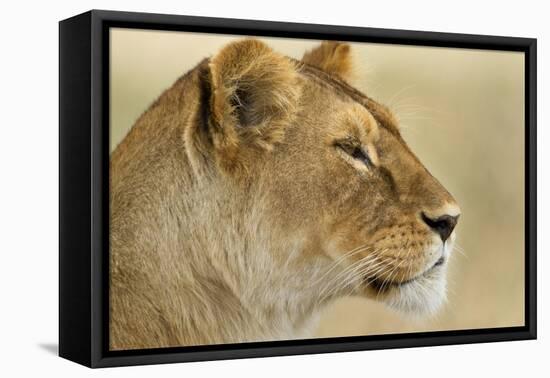 Lioness-null-Framed Premier Image Canvas