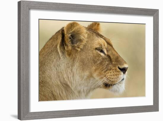 Lioness-null-Framed Photographic Print