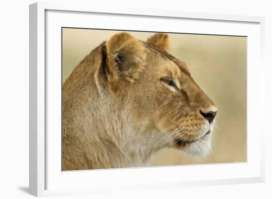 Lioness-null-Framed Photographic Print