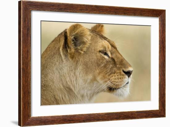 Lioness-null-Framed Photographic Print