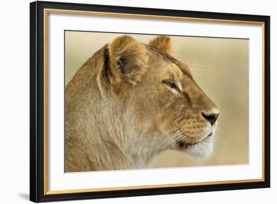 Lioness-null-Framed Photographic Print