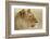 Lioness-null-Framed Photographic Print