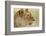 Lioness-null-Framed Photographic Print