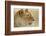 Lioness-null-Framed Photographic Print