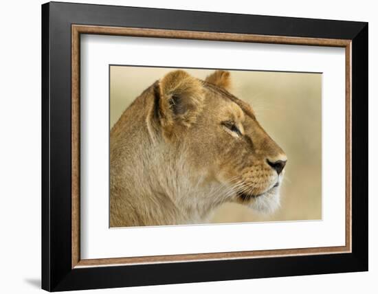 Lioness-null-Framed Photographic Print