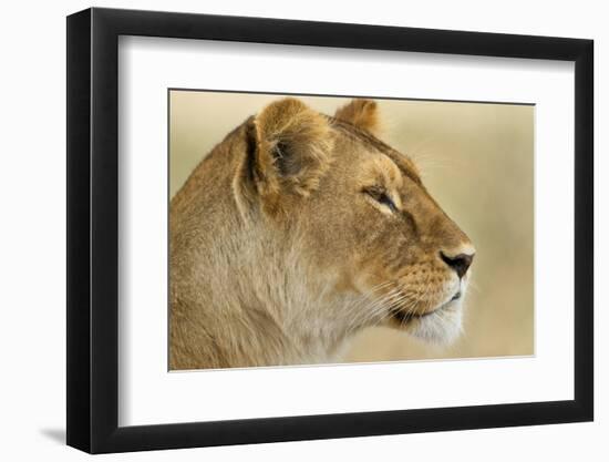 Lioness-null-Framed Photographic Print