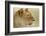 Lioness-null-Framed Photographic Print