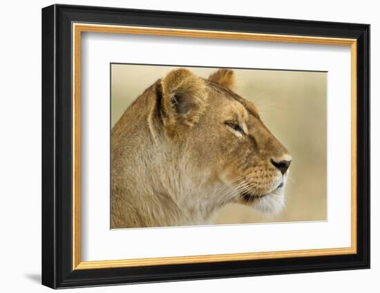 Lioness-null-Framed Photographic Print