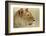 Lioness-null-Framed Photographic Print