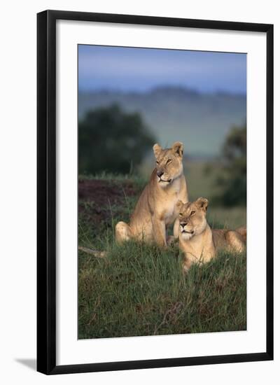 Lionesses in Grass-DLILLC-Framed Photographic Print