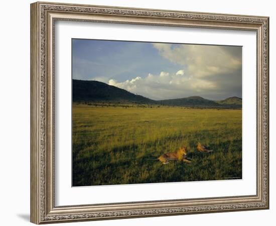 Lionesses in the Masai Mara National Reserve in the Evening, Kenya, East Africa, Africa-Julia Bayne-Framed Photographic Print