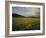 Lionesses in the Masai Mara National Reserve in the Evening, Kenya, East Africa, Africa-Julia Bayne-Framed Photographic Print