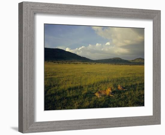 Lionesses in the Masai Mara National Reserve in the Evening, Kenya, East Africa, Africa-Julia Bayne-Framed Photographic Print