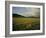 Lionesses in the Masai Mara National Reserve in the Evening, Kenya, East Africa, Africa-Julia Bayne-Framed Photographic Print