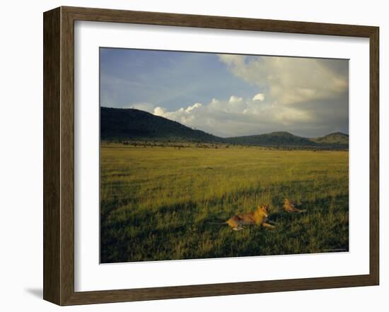 Lionesses in the Masai Mara National Reserve in the Evening, Kenya, East Africa, Africa-Julia Bayne-Framed Photographic Print