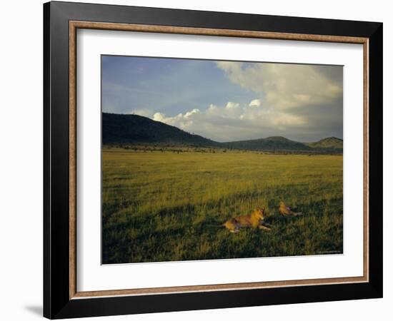 Lionesses in the Masai Mara National Reserve in the Evening, Kenya, East Africa, Africa-Julia Bayne-Framed Photographic Print