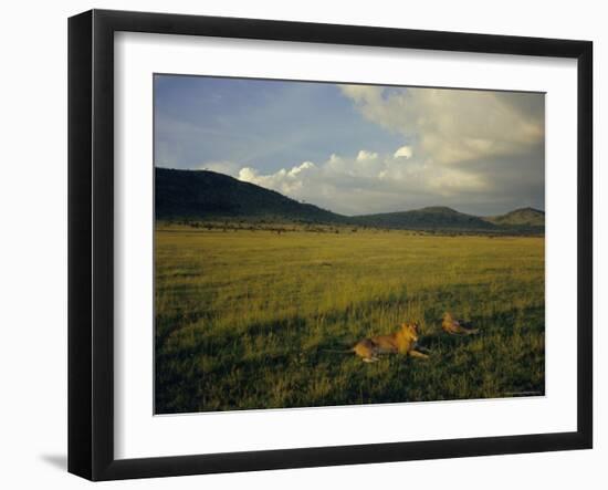 Lionesses in the Masai Mara National Reserve in the Evening, Kenya, East Africa, Africa-Julia Bayne-Framed Photographic Print