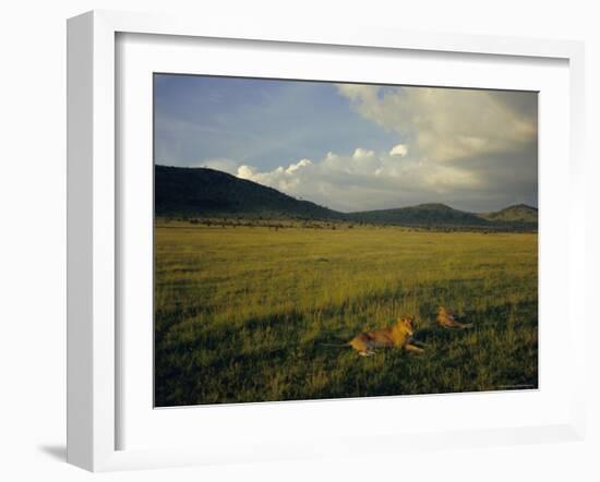 Lionesses in the Masai Mara National Reserve in the Evening, Kenya, East Africa, Africa-Julia Bayne-Framed Photographic Print