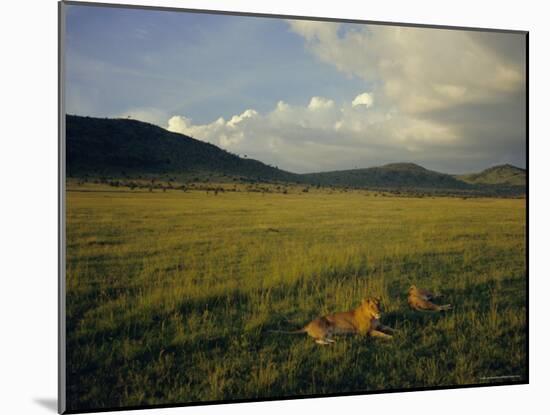 Lionesses in the Masai Mara National Reserve in the Evening, Kenya, East Africa, Africa-Julia Bayne-Mounted Photographic Print
