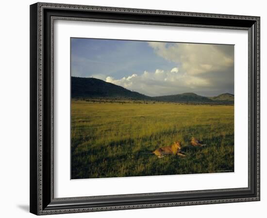 Lionesses in the Masai Mara National Reserve in the Evening, Kenya, East Africa, Africa-Julia Bayne-Framed Photographic Print