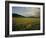 Lionesses in the Masai Mara National Reserve in the Evening, Kenya, East Africa, Africa-Julia Bayne-Framed Photographic Print