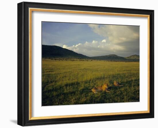 Lionesses in the Masai Mara National Reserve in the Evening, Kenya, East Africa, Africa-Julia Bayne-Framed Photographic Print