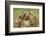 Lionesses (Panthera Leo) Grooming Each Other, Masai-Mara Game Reserve, Kenya-Denis-Huot-Framed Photographic Print
