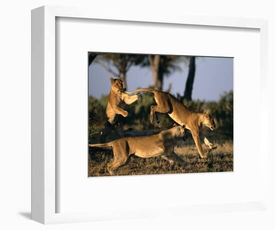 Lionesses Playing near Rhino Pan in Savuti Marsh, Chobe National Park, Botswana-Paul Souders-Framed Photographic Print