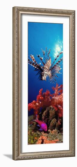 Lionfish and Squarespot Anthias with Soft Corals in the Ocean-null-Framed Photographic Print