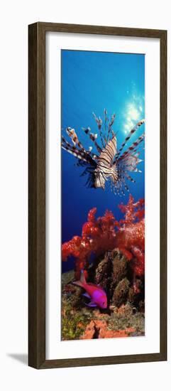 Lionfish and Squarespot Anthias with Soft Corals in the Ocean-null-Framed Photographic Print