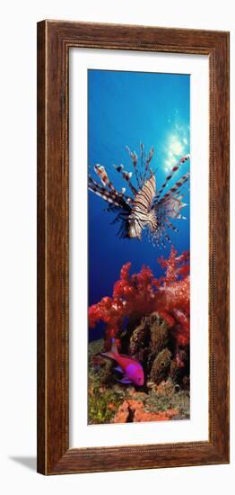 Lionfish and Squarespot Anthias with Soft Corals in the Ocean-null-Framed Photographic Print