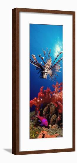 Lionfish and Squarespot Anthias with Soft Corals in the Ocean-null-Framed Photographic Print