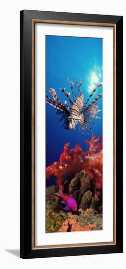 Lionfish and Squarespot Anthias with Soft Corals in the Ocean-null-Framed Photographic Print