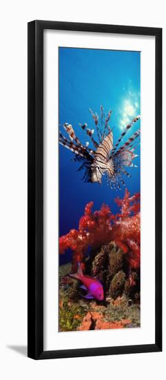 Lionfish and Squarespot Anthias with Soft Corals in the Ocean-null-Framed Photographic Print