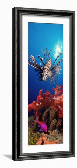 Lionfish and Squarespot Anthias with Soft Corals in the Ocean-null-Framed Photographic Print