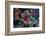 Lionfish at Daedalus Reef (Abu El-Kizan), Red Sea, Egypt-Ali Kabas-Framed Photographic Print