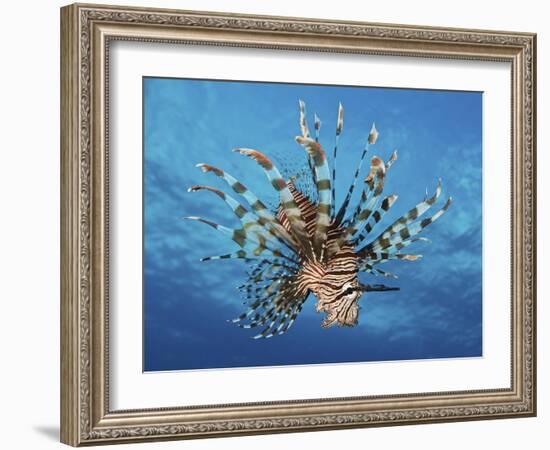 Lionfish Displays Its Poisonous Spines, Fiji-Stocktrek Images-Framed Photographic Print