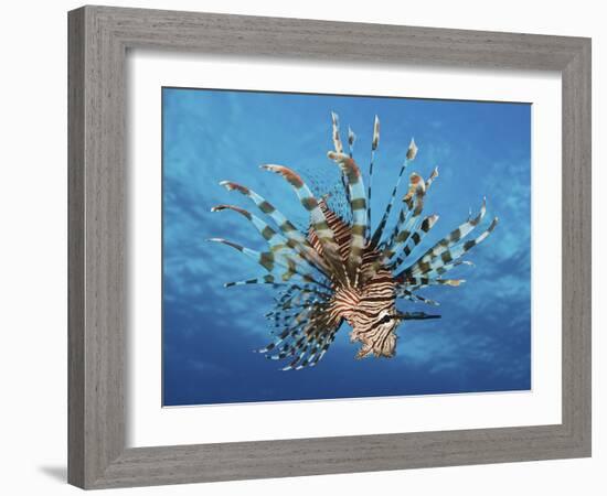 Lionfish Displays Its Poisonous Spines, Fiji-Stocktrek Images-Framed Photographic Print