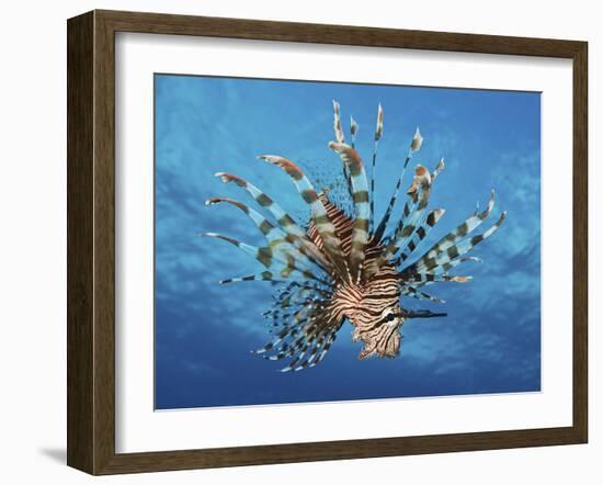 Lionfish Displays Its Poisonous Spines, Fiji-Stocktrek Images-Framed Photographic Print