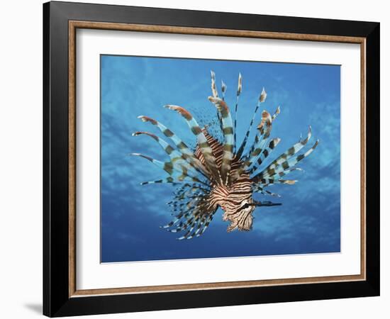 Lionfish Displays Its Poisonous Spines, Fiji-Stocktrek Images-Framed Photographic Print